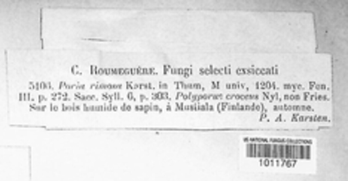 Poria rimosa image